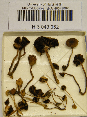  (Psilocybe subcoprophila - H6043062)  @11 [ ] CreativeCommons - Attribution Non-Commercial Share-Alike (2013) Balint Dima Botanical Museum, Finnish Museum of Natural History, University of Helsinki