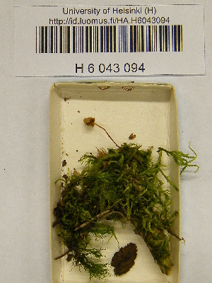  ( - H6043094)  @11 [ ] CreativeCommons - Attribution Non-Commercial Share-Alike (2013) Balint Dima Botanical Museum, Finnish Museum of Natural History, University of Helsinki