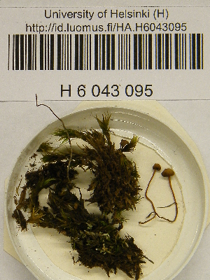  ( - H6043095)  @11 [ ] CreativeCommons - Attribution Non-Commercial Share-Alike (2013) Balint Dima Botanical Museum, Finnish Museum of Natural History, University of Helsinki