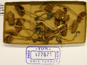  (Inocybe aeruginascens - TUR177671)  @11 [ ] CreativeCommons - Attribution Non-Commercial Share-Alike (2013) Balint Dima Botanical Museum, Finnish Museum of Natural History, University of Helsinki