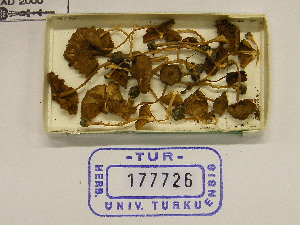  (Inocybe cf. amblyspora - TUR177726)  @11 [ ] CreativeCommons - Attribution Non-Commercial Share-Alike (2013) Balint Dima Botanical Museum, Finnish Museum of Natural History, University of Helsinki
