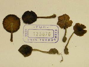  (Entoloma araneosum f. fulvostrigosum - TUR125676)  @11 [ ] CreativeCommons - Attribution Non-Commercial Share-Alike (2013) Balint Dima Botanical Museum, Finnish Museum of Natural History, University of Helsinki
