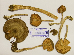  (Entoloma aff. saponaceus - TUR168208)  @11 [ ] CreativeCommons - Attribution Non-Commercial Share-Alike (2013) Balint Dima Botanical Museum, Finnish Museum of Natural History, University of Helsinki