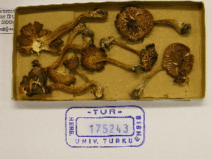  (Inocybe sp. Splendentes - TUR175243)  @11 [ ] CreativeCommons - Attribution Non-Commercial Share-Alike (2013) Balint Dima Botanical Museum, Finnish Museum of Natural History, University of Helsinki