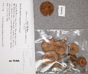  (Inocybe angulatosquamulosa - TUR190216)  @11 [ ] CreativeCommons - Attribution Non-Commercial (2012) Anna L. Ruotsalainen University of Oulu