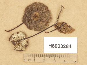  ( - H6003284)  @11 [ ] Copyright (2013) Diana Weckman Botanical Museum, Finnish Museum of Natural History, University of Helsinki