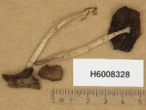  (Psathyrella cf. rostellata - H6008328)  @11 [ ] Copyright (2013) Diana Weckman Botanical Museum, Finnish Museum of Natural History, University of Helsinki