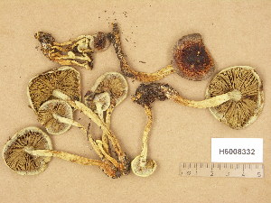  (Hypholoma lateritium - H6008332)  @11 [ ] Copyright (2014) Diana Weckman Botanical Museum, Finnish Museum of Natural History, University of Helsinki