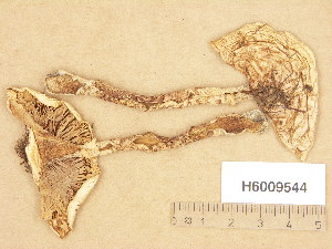 (Tricholoma dulciolens - H6009544)  @11 [ ] Copyright (2013) Diana Weckman Botanical Museum, Finnish Museum of Natural History, University of Helsinki