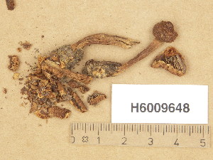  (Tricholoma inodermeum - H6009648)  @11 [ ] Copyright (2013) Diana Weckman Botanical Museum, Finnish Museum of Natural History, University of Helsinki