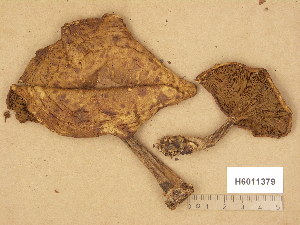  (Paxillus filamentosus - H6011379)  @11 [ ] Copyright (2014) Diana Weckman Botanical Museum, Finnish Museum of Natural History, University of Helsinki