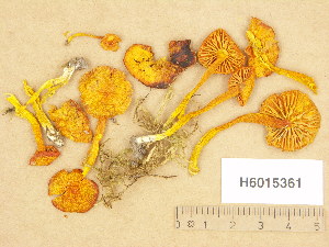  ( - H6015361)  @11 [ ] Copyright (2013) Diana Weckman Botanical Museum, Finnish Museum of Natural History, University of Helsinki
