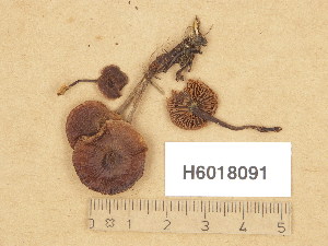  (Lyophyllum cf. striipileum - H6018091)  @11 [ ] Copyright (2013) Diana Weckman Botanical Museum, Finnish Museum of Natural History, University of Helsinki