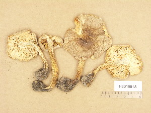  (Tricholoma guldenii - H6019818)  @11 [ ] Copyright (2013) Diana Weckman Botanical Museum, Finnish Museum of Natural History, University of Helsinki