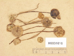  (Lyophyllum palustre - H6031616)  @11 [ ] Copyright (2013) Diana Weckman Botanical Museum, Finnish Museum of Natural History, University of Helsinki