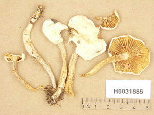  ( - H6031885)  @11 [ ] Copyright (2013) Diana Weckman Botanical Museum, Finnish Museum of Natural History, University of Helsinki
