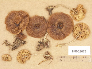  (Lyophyllum canescens - H6032679)  @11 [ ] Copyright (2012) Diana Weckman Botanical Museum, Finnish Museum of Natural History, University of Helsinki