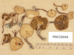  (Naucoria alnetorum - H6032698)  @11 [ ] Copyright (2012) Diana Weckman Botanical Museum, Finnish Museum of Natural History, University of Helsinki