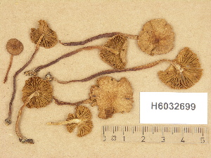  (Hebeloma submelinoides - H6032699)  @11 [ ] Copyright (2012) Diana Weckman Botanical Museum, Finnish Museum of Natural History, University of Helsinki