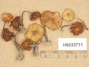  (Kuehneromyces aff. lignicola - H6032711)  @11 [ ] Copyright (2012) Diana Weckman Botanical Museum, Finnish Museum of Natural History, University of Helsinki