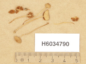  (Conocybe mesospora - H6034790)  @11 [ ] Copyright (2013) Diana Weckman Botanical Museum, Finnish Museum of Natural History, University of Helsinki