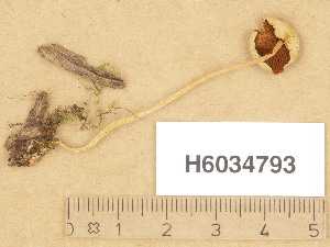  ( - H6034793)  @11 [ ] Copyright (2013) Diana Weckman Botanical Museum, Finnish Museum of Natural History, University of Helsinki