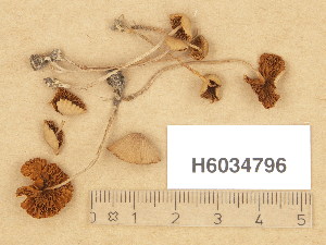  ( - H6034796)  @11 [ ] Copyright (2013) Diana Weckman Botanical Museum, Finnish Museum of Natural History, University of Helsinki
