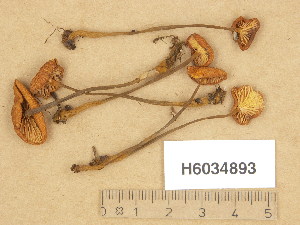  (Xeromphalina fraxinophila var. macrocystidiata - H6034893)  @11 [ ] Copyright (2013) Diana Weckman Botanical Museum, Finnish Museum of Natural History, University of Helsinki