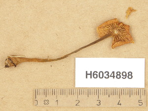  (Xeromphalina fraxinophila var. fraxinophila - H6034898)  @11 [ ] Copyright (2013) Diana Weckman Botanical Museum, Finnish Museum of Natural History, University of Helsinki
