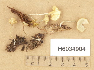  ( - H6034904)  @11 [ ] Copyright (2013) Diana Weckman Botanical Museum, Finnish Museum of Natural History, University of Helsinki