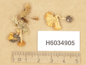  ( - H6034905)  @11 [ ] Copyright (2013) Diana Weckman Botanical Museum, Finnish Museum of Natural History, University of Helsinki