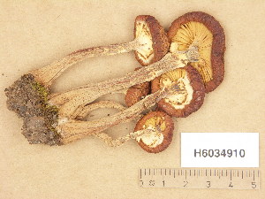 ( - H6034910)  @11 [ ] Copyright (2013) Diana Weckman Botanical Museum, Finnish Museum of Natural History, University of Helsinki