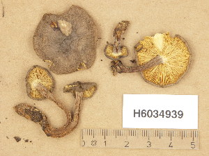  (Rugosomyces obscurissima - H6034939)  @11 [ ] Copyright (2013) Diana Weckman Botanical Museum, Finnish Museum of Natural History, University of Helsinki