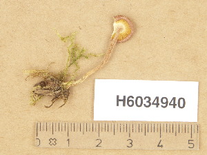  (Rugosomyces persicolor - H6034940)  @11 [ ] Copyright (2013) Diana Weckman Botanical Museum, Finnish Museum of Natural History, University of Helsinki