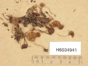  (Lyophyllum tylicolor - H6034941)  @11 [ ] Copyright (2013) Diana Weckman Botanical Museum, Finnish Museum of Natural History, University of Helsinki