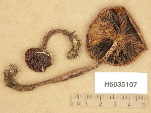  (Tricholoma pseudonictitans - H6035107)  @11 [ ] Copyright (2013) Diana Weckman Botanical Museum, Finnish Museum of Natural History, University of Helsinki