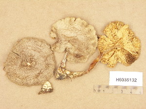  (Tricholoma scalpturatum - H6035132)  @11 [ ] Copyright (2013) Diana Weckman Botanical Museum, Finnish Museum of Natural History, University of Helsinki