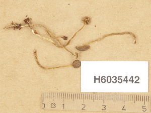  ( - H6035442)  @11 [ ] Copyright (2013) Diana Weckman Botanical Museum, Finnish Museum of Natural History, University of Helsinki