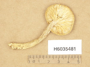  (Hygrophorus roseifolius - H6035481)  @11 [ ] Copyright (2013) Diana Weckman Botanical Museum, Finnish Museum of Natural History, University of Helsinki