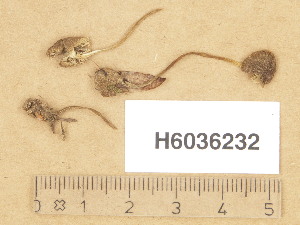  ( - H6036232)  @11 [ ] Copyright (2013) Diana Weckman Botanical Museum, Finnish Museum of Natural History, University of Helsinki