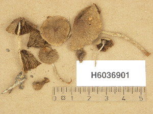  (Psathyrella squamosa - H6036901)  @11 [ ] Copyright (2013) Diana Weckman Botanical Museum, Finnish Museum of Natural History, University of Helsinki