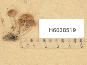  (Psathyrella pennata - H6038519)  @11 [ ] Copyright (2013) Diana Weckman Botanical Museum, Finnish Museum of Natural History, University of Helsinki