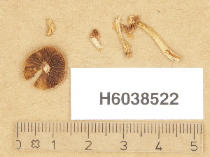  (Psathyrella cf. gossypina - H6038522)  @11 [ ] Copyright (2013) Diana Weckman Botanical Museum, Finnish Museum of Natural History, University of Helsinki