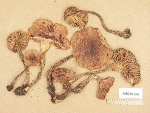  (Tricholoma aff. sulphureum I - H6039160)  @11 [ ] Copyright (2013) Diana Weckman Botanical Museum, Finnish Museum of Natural History, University of Helsinki