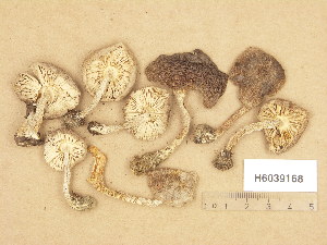  (Tricholoma cf. myomyces - H6039168)  @11 [ ] Copyright (2013) Diana Weckman Botanical Museum, Finnish Museum of Natural History, University of Helsinki