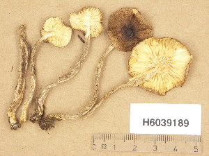  (Hygrophorus megasporus - H6039189)  @11 [ ] Copyright (2013) Diana Weckman Botanical Museum, Finnish Museum of Natural History, University of Helsinki