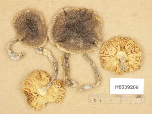  (Tricholoma saponaceum var. ardosiacum - H6039209)  @11 [ ] Copyright (2013) Diana Weckman Botanical Museum, Finnish Museum of Natural History, University of Helsinki