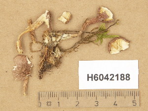  (Rugosomyces ionides - H6042188)  @11 [ ] Copyright (2014) Diana Weckman Botanical Museum, Finnish Museum of Natural History, University of Helsinki