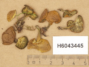  (Rugosomyces fallax - H6043445)  @11 [ ] Copyright (2014) Diana Weckman Botanical Museum, Finnish Museum of Natural History, University of Helsinki