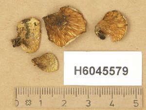  (Tapinella panuoides - H6045579)  @11 [ ] Copyright (2014) Diana Weckman Botanical Museum, Finnish Museum of Natural History, University of Helsinki